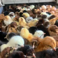 جوجه مرغ/ نیمچه مرغ