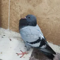 کفتر