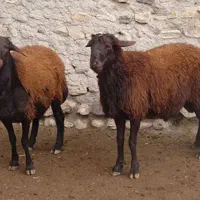 گوسفند میش توضیحات خواننده شود