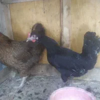 مرغ رسمی تخمگذار