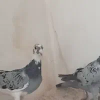 جوجه کبوتر پلاکی
