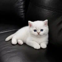 بریتیش کله خرسی چشم آبی پسر