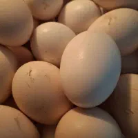 تعدادی تخم مرغ تازه تازه درشت هستن