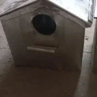 لانه لونه فنچ
