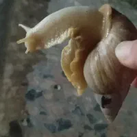 حلزون