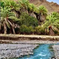 خرما ربی