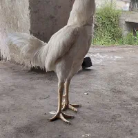 لاری سفید