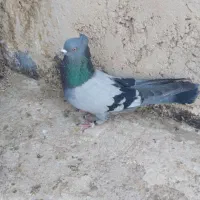 سبز کاکلی