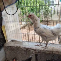 مرغ گلین و جوجه