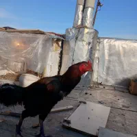 مرغ و خروس و جوجه