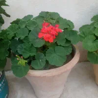 پدیلانتوس وشمعدانی