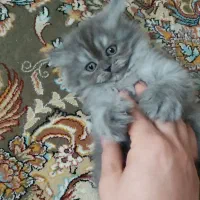 گربه بریتیش بلو پدر و مادر با اصالت هر دو بریتیش