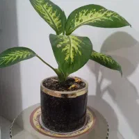 دو عددگل دیفن باخیا