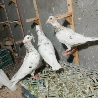 کفتر سار سرنج کاکلی