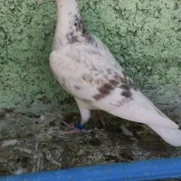 کبوتر گمشده
