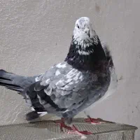 کبوتر گرفته برج