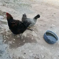 مرغ و خروس محلی