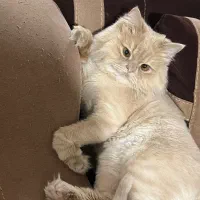 گربه|گربه|تبریز, |دیوار