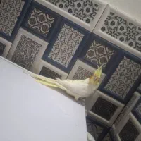عروس هلندی