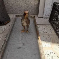جوجه مرغ