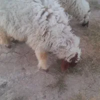 گوسفند فروشی