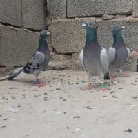 کبوتر پلاکی مسافتی