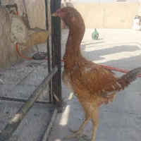جوجه لاری