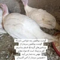 بوقلمون زنده حسینی
