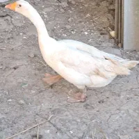 غاز طلا خوار