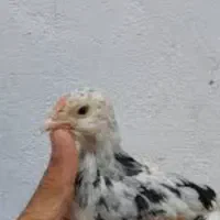 فـروش فـوری