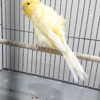 قناری رسمی بلند نر دم ۱۰ سانت معاوضه با گرینچیک
