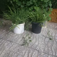 دو عدد گل