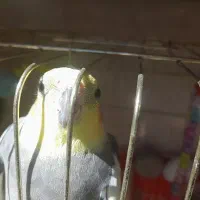 عروس هلندی نر وماده