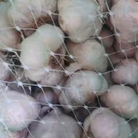 سیر درجه یک وتازه مال امساله