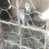 تعدادی کبوتر