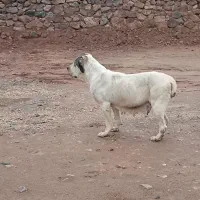 سگ ماده