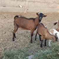 دو تا بزغاله نر آلپاین و پاکستانی لنگه دوقلو