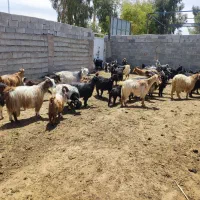 بز کهره دار