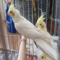 جفت عروس هلندی لوتینو مولد