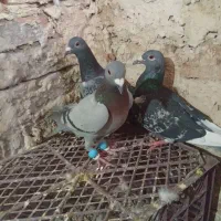 کبوتر|پرنده|فرح دشت, |دیوار