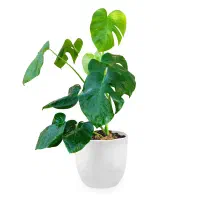 گل برگانجیری