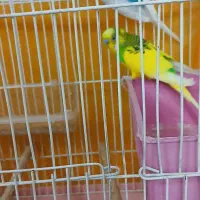 فروشی|پرنده|خمینی‌شهر, |دیوار