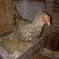 مرغ کرچ