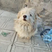 پاکوتاه نر معاوضه یا واگذاری