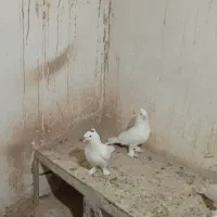پرنده