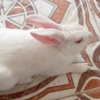 خرگوش بالغ