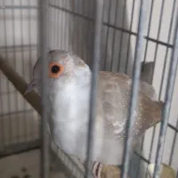 کبوتر تزئینی