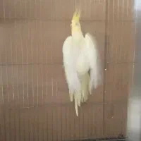 عروس هلندی جفت مولد ۱ ساله