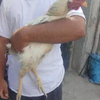خروس دورگه