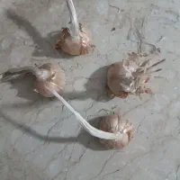 خرید و فروش پیاز زعفران